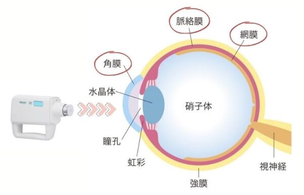 目の免疫力強化